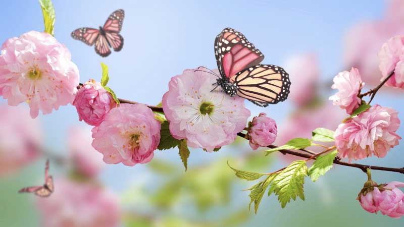 primavera naturopatia