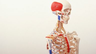 studiare anatomia