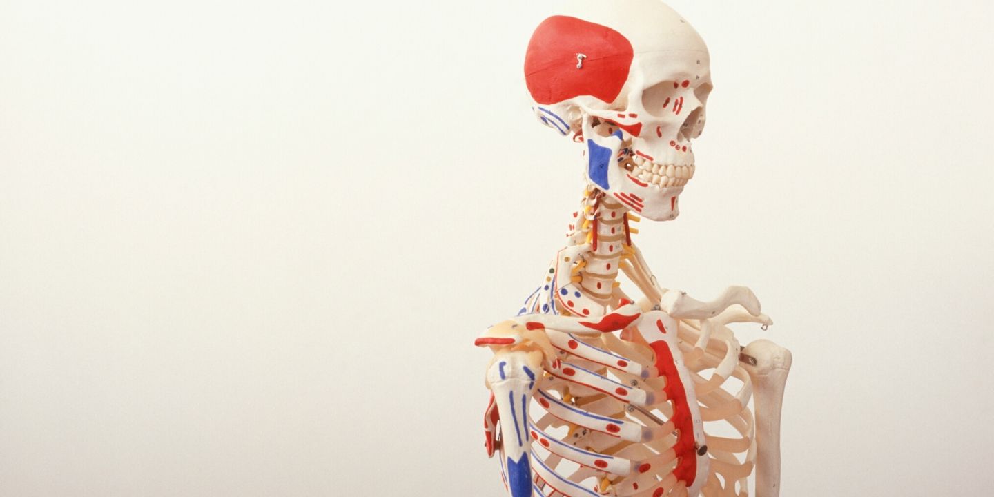 Perch&egrave; &egrave; importante per un Naturopata studiare anatomia approfonditamente?